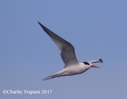 0J6A2351Elegant_Tern