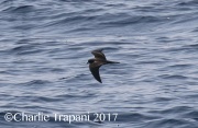 0J6A2365Black_Storm-Petrel