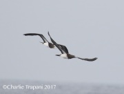 0J6A2428Brown_Booby