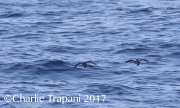 0J6A2477Craveri's Murrelet