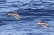 0J6A2498Red_Phalarope