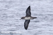 0J6A2518Pink-footed_Shearwater_Dark_Adult
