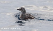 0J6A2618Cassin's_Auklet