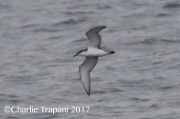 0J6A2805Buller's_Shearwater