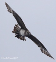0J6A2874Long-tailed_Jaeger