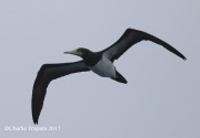 0J6A2916Brown_Booby