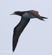 0J6A2931Brown_Booby