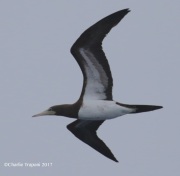 0J6A2932Brown_Booby