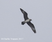 0J6A2995Long-tailed_Jaeger