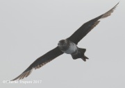0J6A3170Pomarine_Jaeger