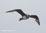 0J6A3187Pomarine_Jaeger