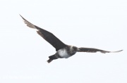 0J6A3188Pomarine_Jaeger