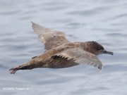 0J6A3239Sooty_Shearwater