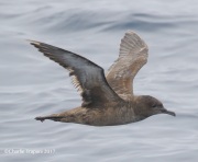 0J6A3279Sooty_Shearwater