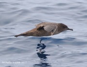 0J6A3281Sooty_Shearwater