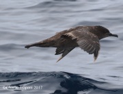 0J6A3282Sooty_Shearwater