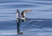 0J6A3531Red-necked_Phalarope