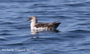 0J6A3559Black-Vented_Shearwater