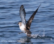 0J6A3569Black-vented_Shearwater