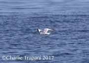 0J6A3601Sabine's_Gull