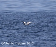 0J6A3611Adult_Sabine's_Gull