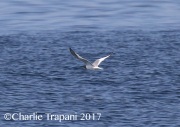 0J6A3612Adult_Sabine's_Gull