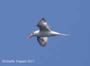0J6A3633Royal_Tern
