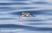 0J6A3647Red-necked_Phalarope