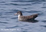 0J6A3696Pink-footed_Shearwater
