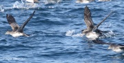 0J6A3722Pink-Footed_Shearwaters