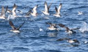 0J6A3724Pink-Footed_Shearwaters copy