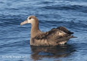 0J6A4076Black-Footed_Albatross