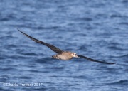 0J6A4094Black-footed_Albatross