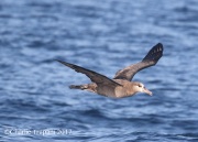 0J6A4108Black-footed_Albatross