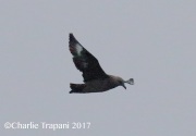 0J6A4205South_Polar_Skua