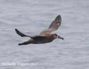 0J6A4398Black-footed_Albatross