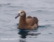0J6A4418Black-footed_Albatross