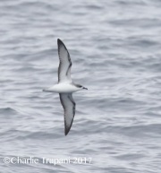 0J6A4463Cook's_Petrel