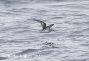0J6A4471Cook's_Petrel