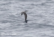 0J6A4473Cook's_Petrel