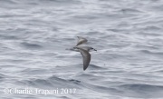0J6A4482Cook's_Petrel copy