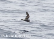 0J6A4520Ashy_Storm-Petrel