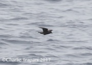 0J6A4523Ashy_Strorm-Petrel