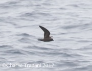 0J6A4525Ashy_Storm-Petrel