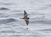 0J6A4527Ashy_Storm-Petrel