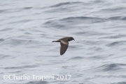 0J6A4538Ashy_Storm-Petrel