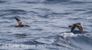 0J6A4680Storm-Petrels