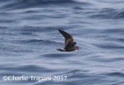 0J6A4709Leach's_Storm-Petrel copy