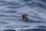 0J6A4710Storm-Petrel copy