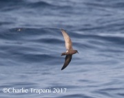 0J6A4714Storm-Petrel copy